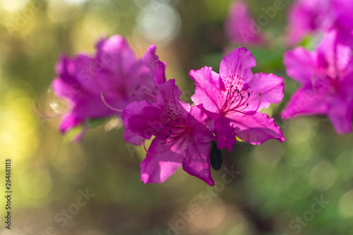 Pink azalea flowers in the spring © Amy Buxton