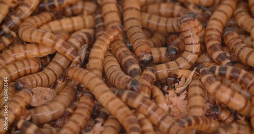 Close-up shot of of fly light brown larva or maggots squirming in terrarium. photo