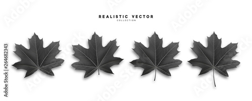 Set of autumn maple leaves, isolated on white background. Fall Foliage realistic design.