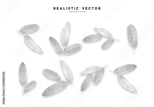 Vector leaves from the tree realistic. White color.