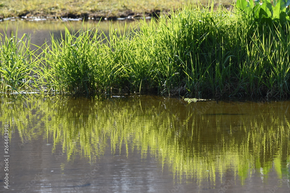 Carex dispalata is an aquatic plants. Carex dispalata is an aquatic plants.