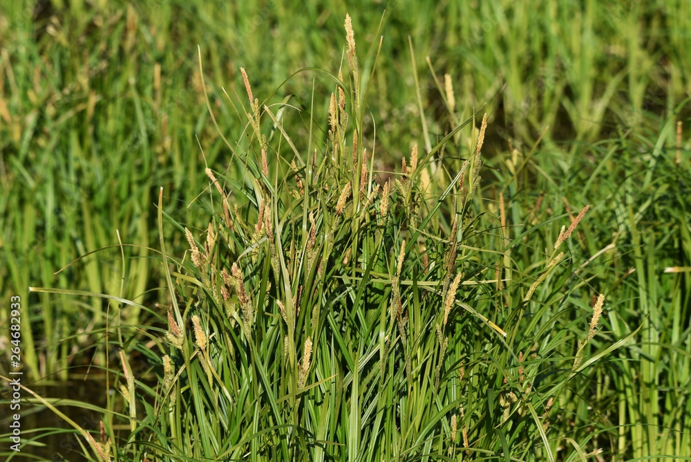 Carex dispalata is an aquatic plants. Carex dispalata is an aquatic plants.