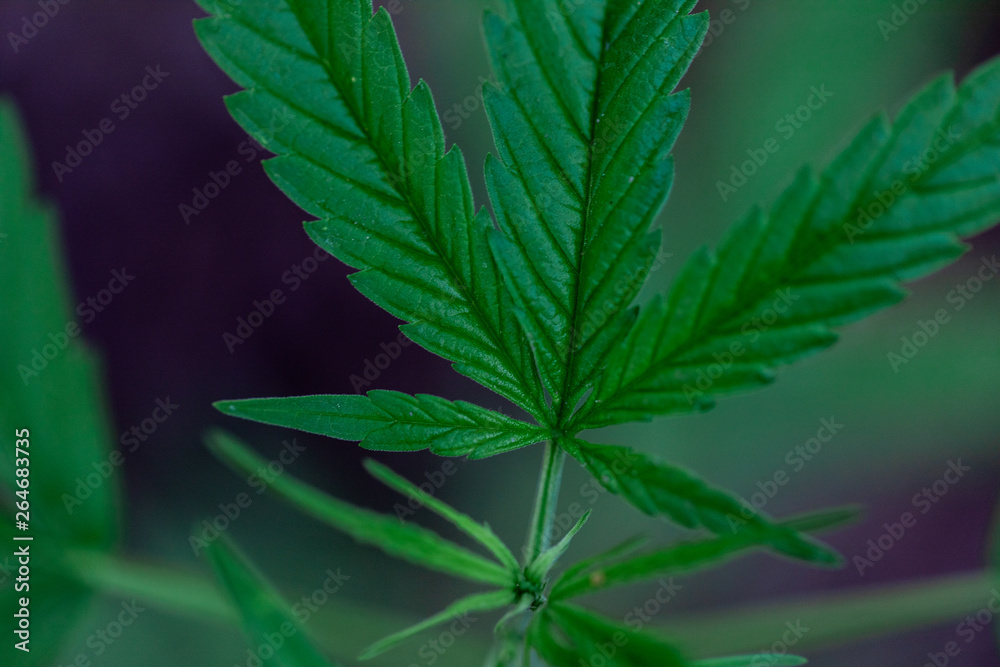 Backgrounds of Beautiful Cannabis trees are growing on the ground. Backgrounds of Beautiful Cannabis trees are growing on the ground.