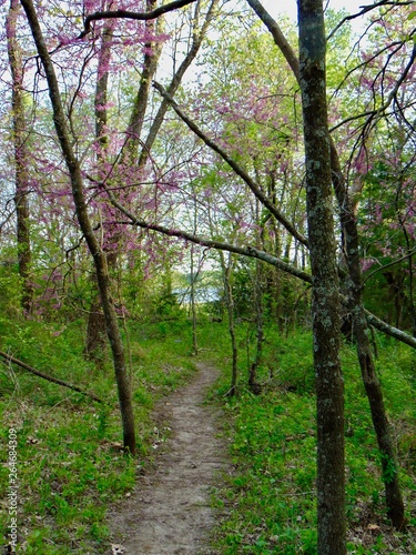 path in the forest