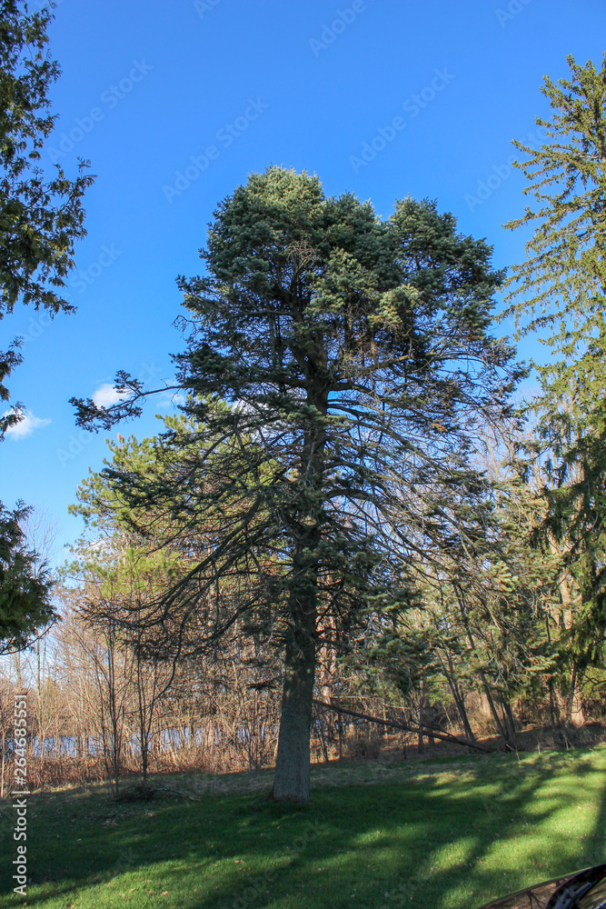 Obraz premium trees and blue sky