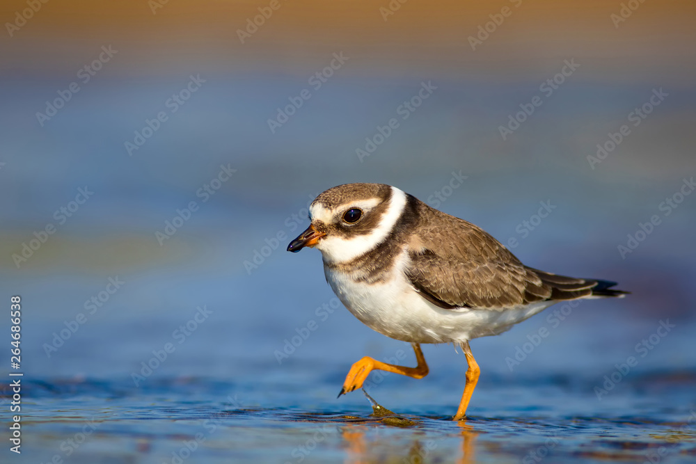 Cute little water bird. Colorful nature background. Bird: Common Ringed Plover. Charadrius hiaticula. Cute little water bird. Colorful nature background. Bird: Common Ringed Plover. Charadrius hiaticula.