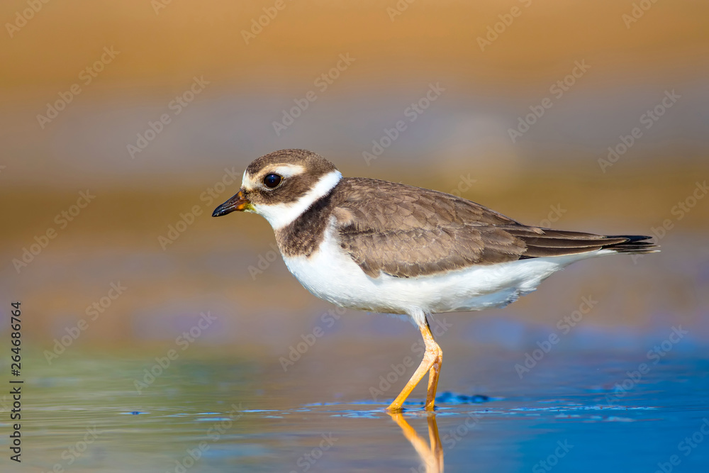 Cute little water bird. Colorful nature background. Bird: Common Ringed Plover. Charadrius hiaticula.