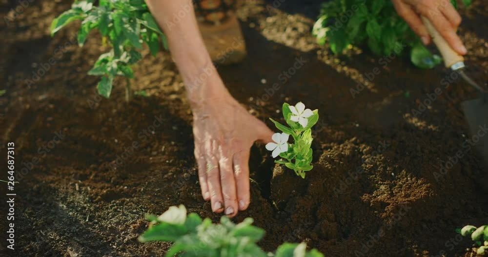 Hands digging hole and planting cute potted flower plant in herb garden, happy retired woman gardening