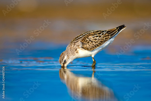 Cute little water bird. Colorful nature background. Little Stint. Calidris minuta. photo