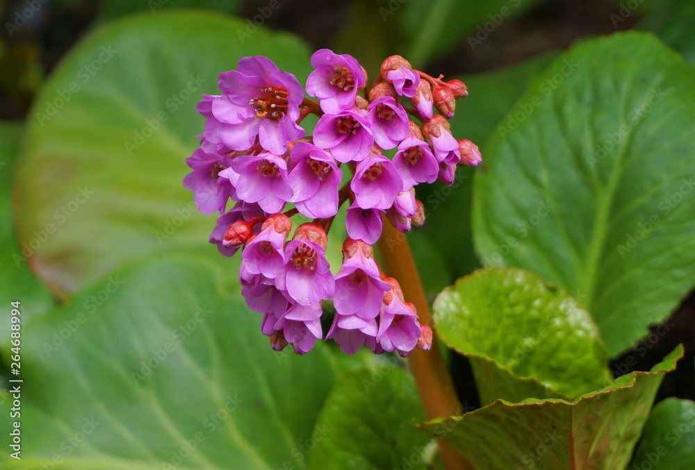 Bright and showy Bergenia crassifolia cone-shaped flowers close up with green leaves on background. Bright and showy Bergenia crassifolia cone-shaped flowers close up with green leaves on background.
