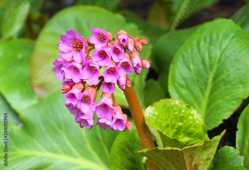 Wallpaper Mural Bright and showy Bergenia crassifolia cone-shaped flowers close up with green leaves  on background. Torontodigital.ca