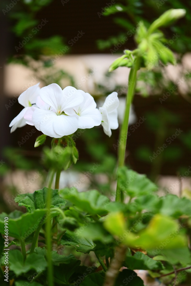 ゼラニウムの花 ゼラニウムの花