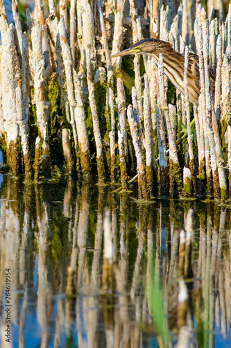 Heron and dry reeds. Bird: Squacco Heron. Nature background.