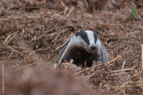 Konstfotografi Badger, meles meles, portrait near sett while foraging, sniffing air and feeding besides the sett during April/spring in scotland