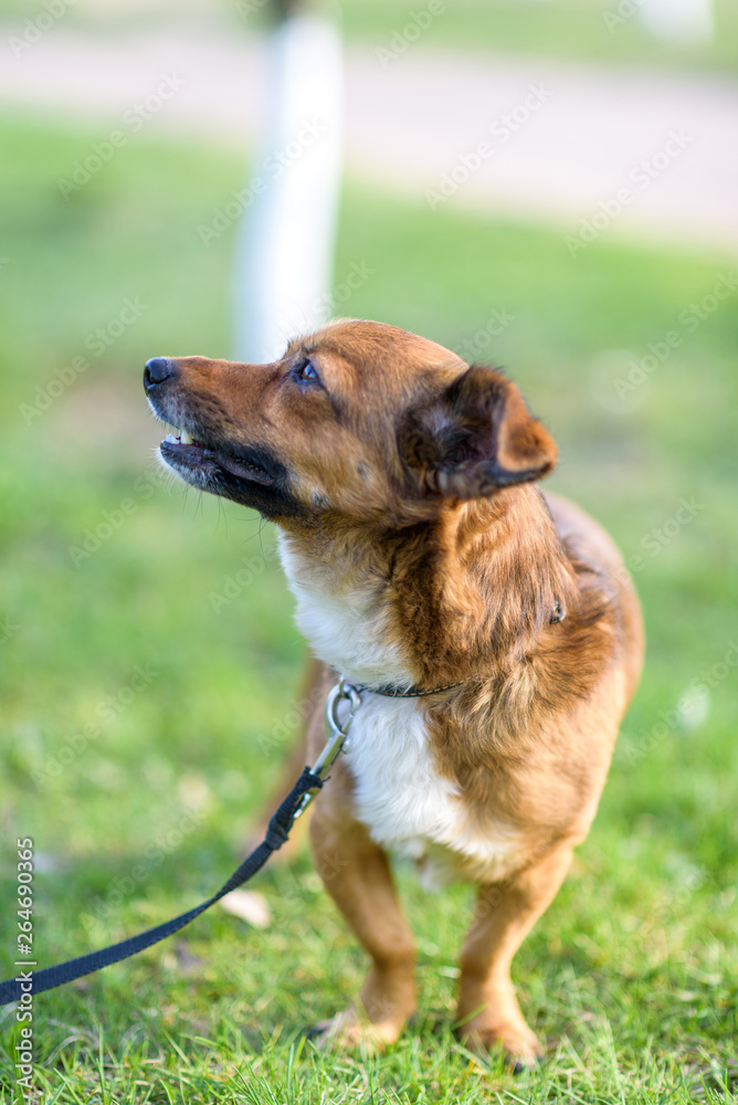 Frightened dog on a leash playing on the grass. Frightened dog on a leash playing on the grass.