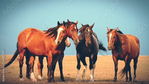 Obraz na plátně herd of horses