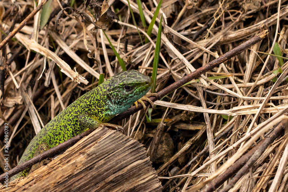 Fototapeta premium Nature