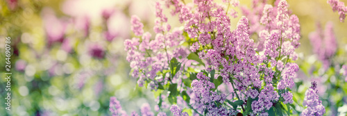 Purple lilac flowers in spring blossom