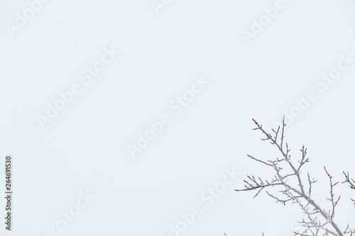 tree branch on white sky background. plants in winter