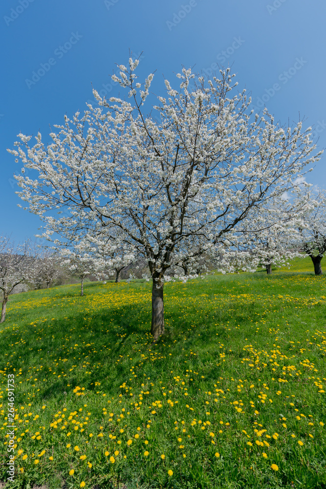 close up view of a single cherry tree with white blossoms under a blue sky in a green field