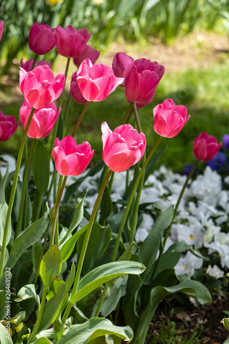 Image of pink tulips flower. Artistic spring summer nature concept. 