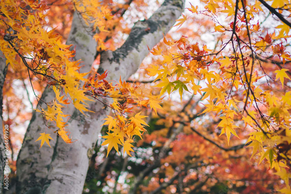 Yellow maple leaves in autumn season at japan for background. Yellow maple leaves in autumn season at japan for background.