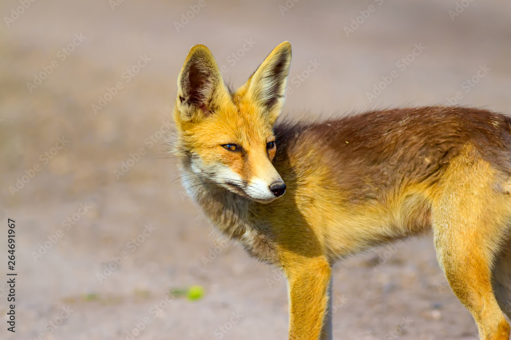 Cute fox. Green nature background. Stock Photo Adobe Stock