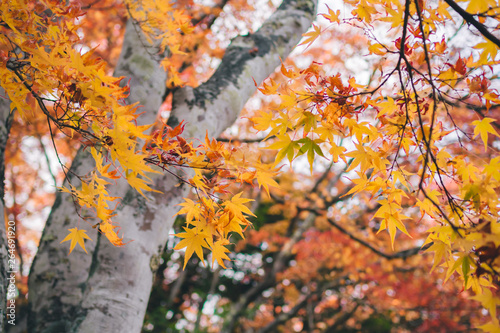 Yellow maple leaves in autumn season at japan for background.