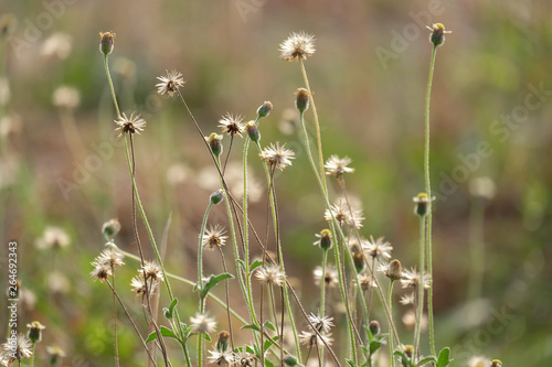 field of wild flowers © Prat