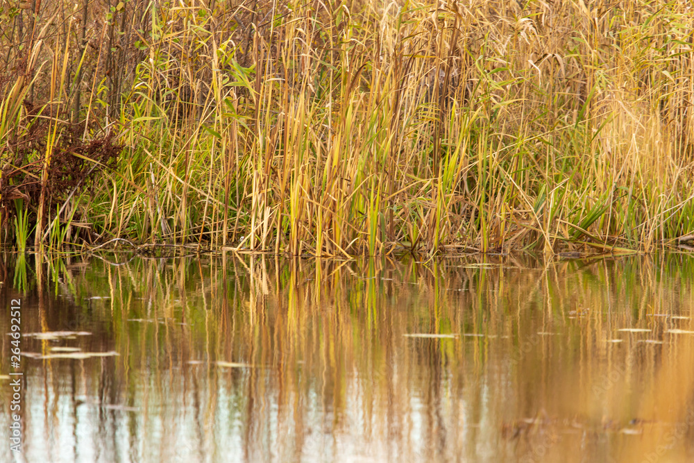 Grass and reed with reflection in the pond Grass and reed with reflection in the pond