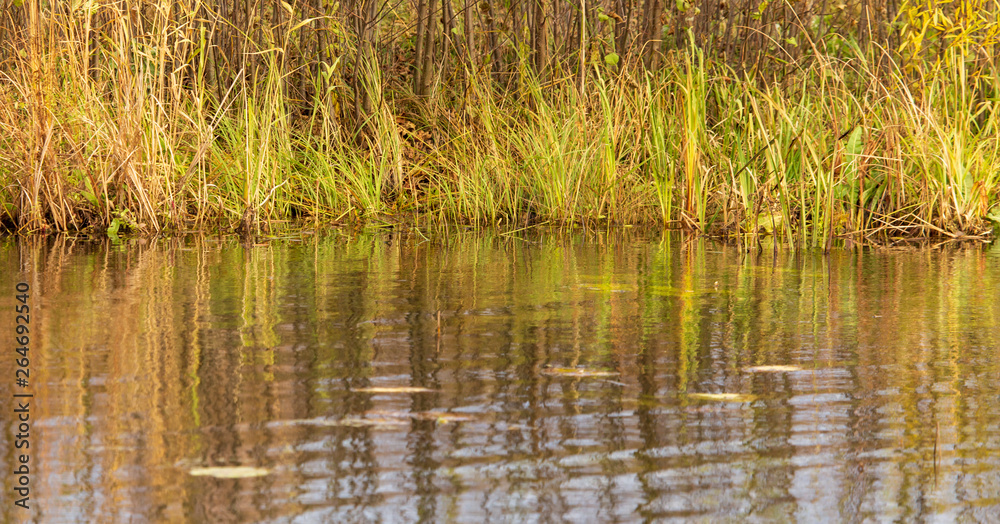 Grass and reed with reflection in the pond Grass and reed with reflection in the pond