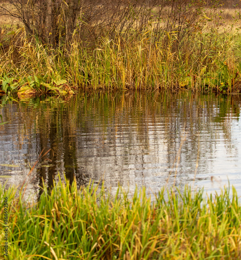 Obraz premium Grass and reed with reflection in the pond