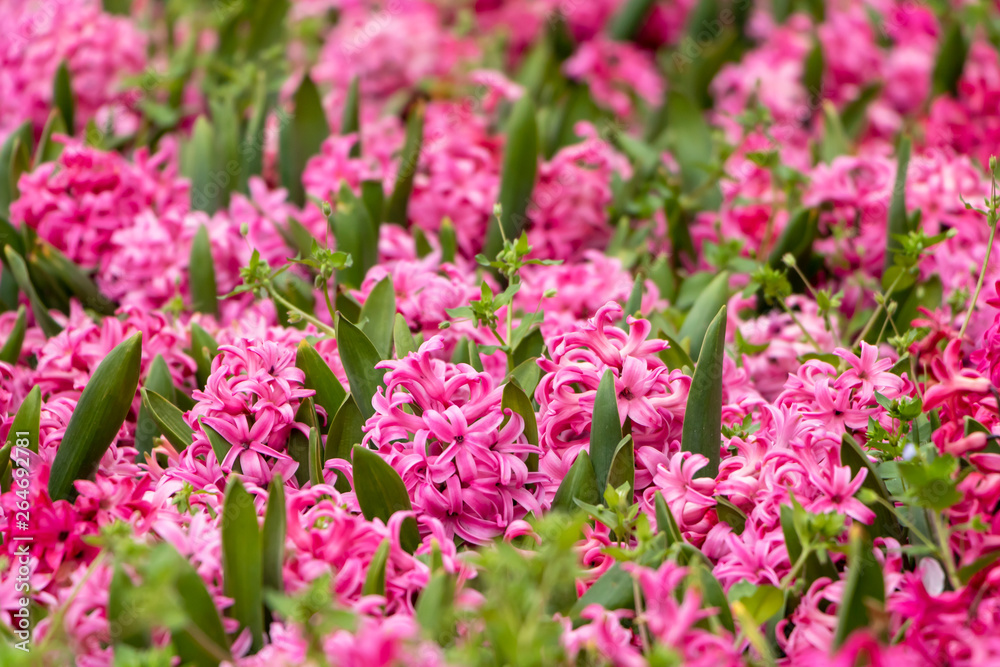 Lilac hyacinth flower in meadow. Hyacinth flowering background. Lilac hyacinth flower in meadow. Hyacinth flowering background.