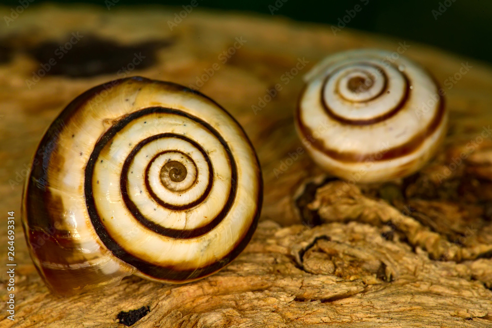Snail shell. Natural colors and background. Snail shell. Natural colors and background.