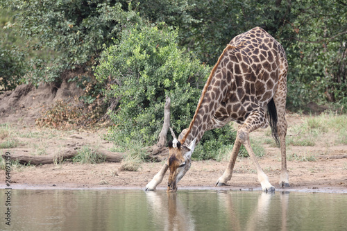 Giraffe   Giraffe   Giraffa Camelopardalis