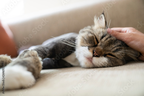 Boy's hand stroking cat to sleep