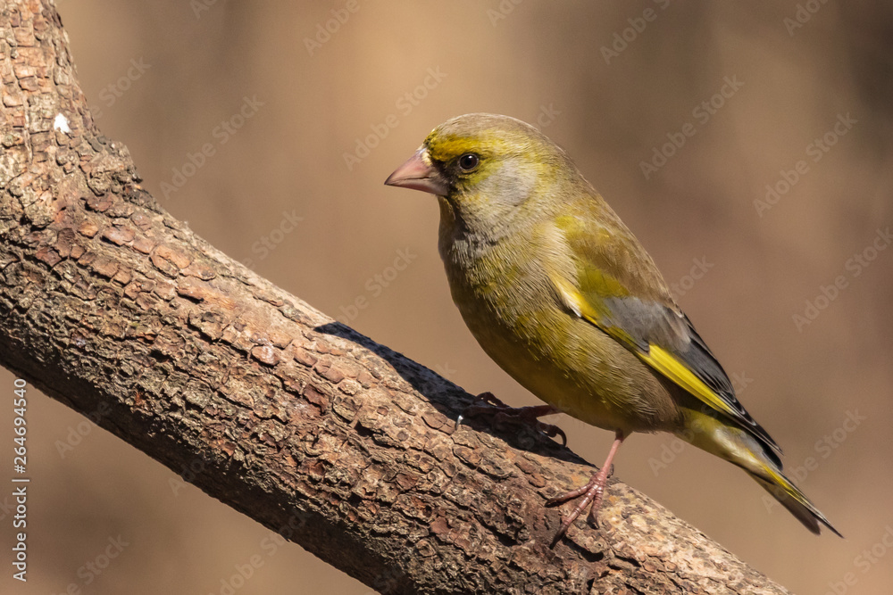 Obraz premium A bright greenfinch sits on a branch in the park and looks at the photographer. Urban green and yellow warbler in nature habitat. Close-up.