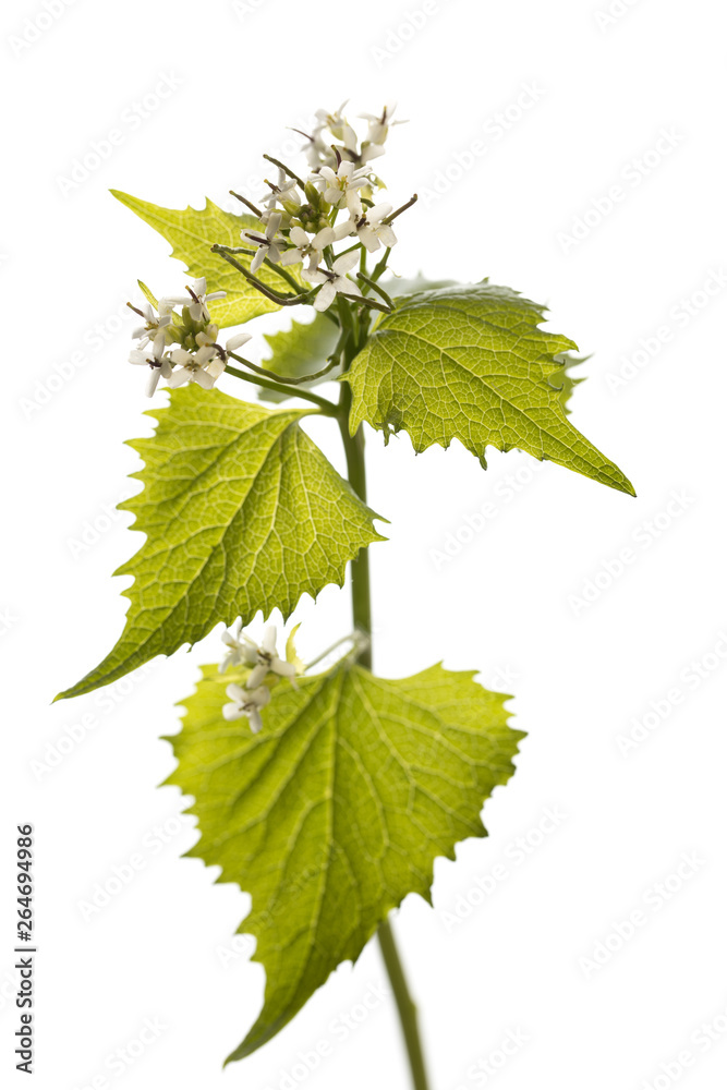Alliaria petiolata (Alliaria officinalis) isolated on white background Alliaria petiolata (Alliaria officinalis) isolated on white background