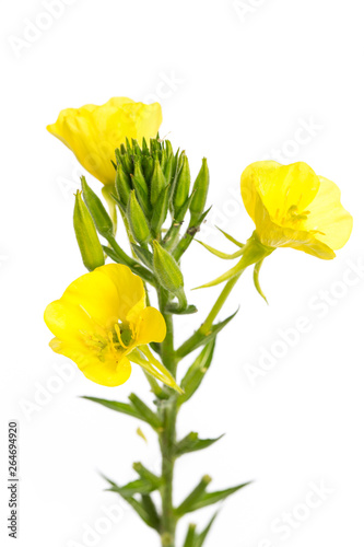 common evening-primrose (Oenothera biennis) isolated on white background photo