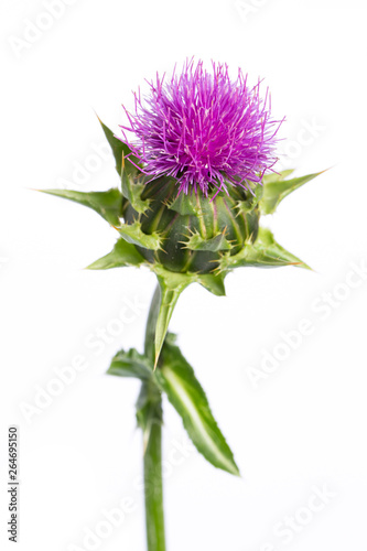 milk thistle (Silybum marianum) - blossom isolated on white background photo