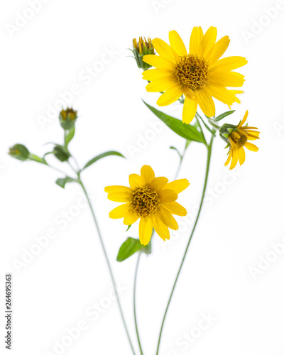 Arnica (Arnica montana) - flowers isolated on white background photo
