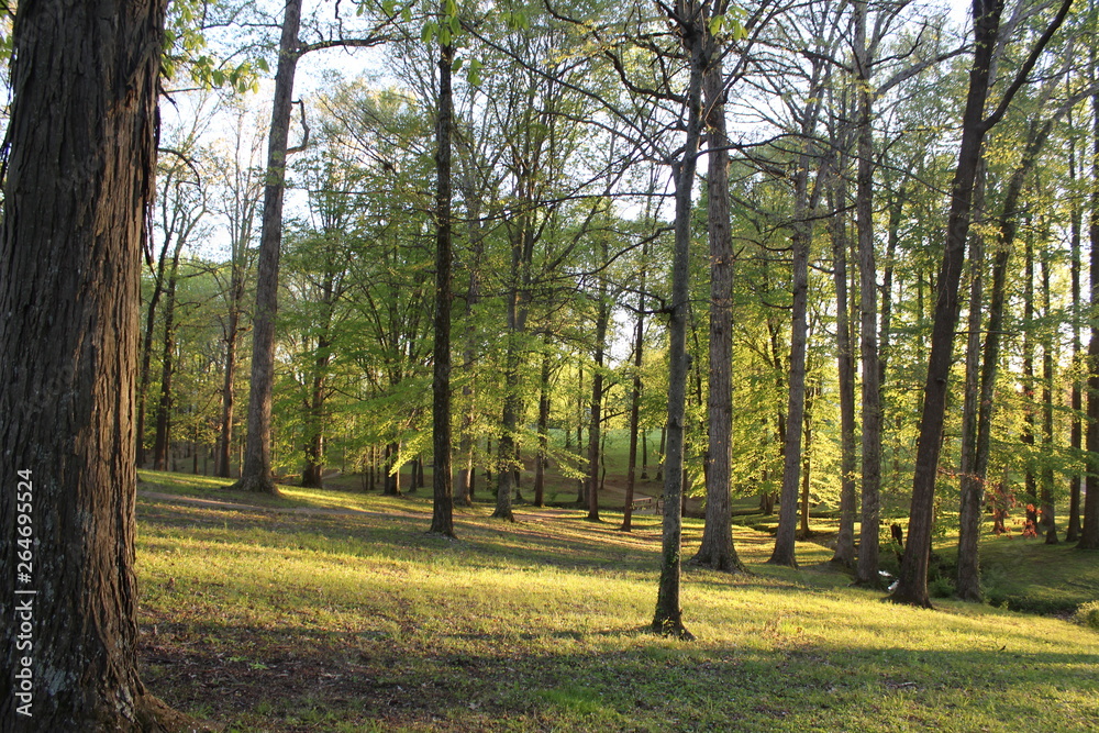 Fototapeta premium autumn in the park