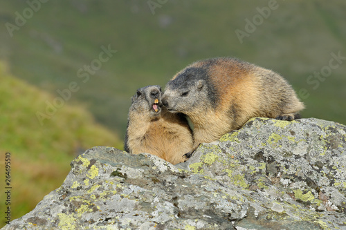 Alpine marmots  Marmota marmota  Hohe Tauern National Park  Austria  Europe
