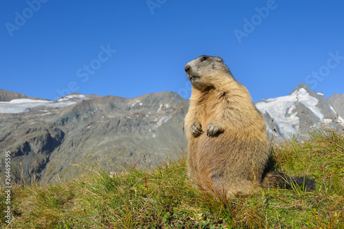 Alpine marmot, Marmota marmota, Hohe Tauern National Park, Austria, Europe © Ana Gram