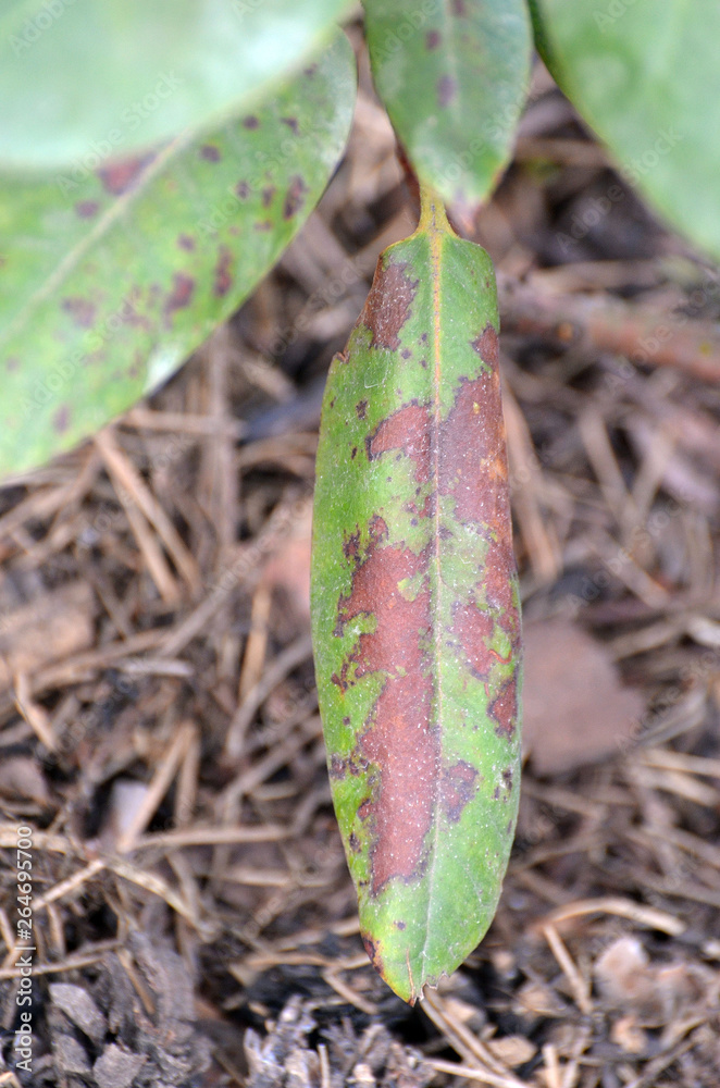 Leaves of rhododendron damaged by Fusarium oxysporum or Phytophthora