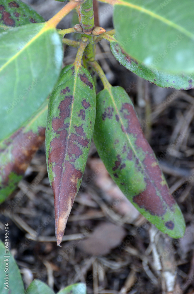 Leaves of rhododendron damaged by Fusarium oxysporum or Phytophthora