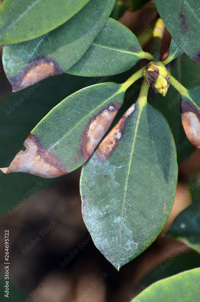 Leaves of rhododendron damaged by Fusarium oxysporum or Phytophthora