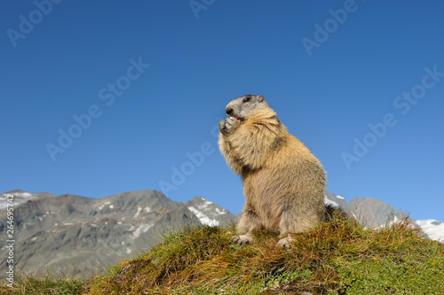 Alpine marmot, Marmota marmota, Hohe Tauern National Park, Austria, Europe © Ana Gram