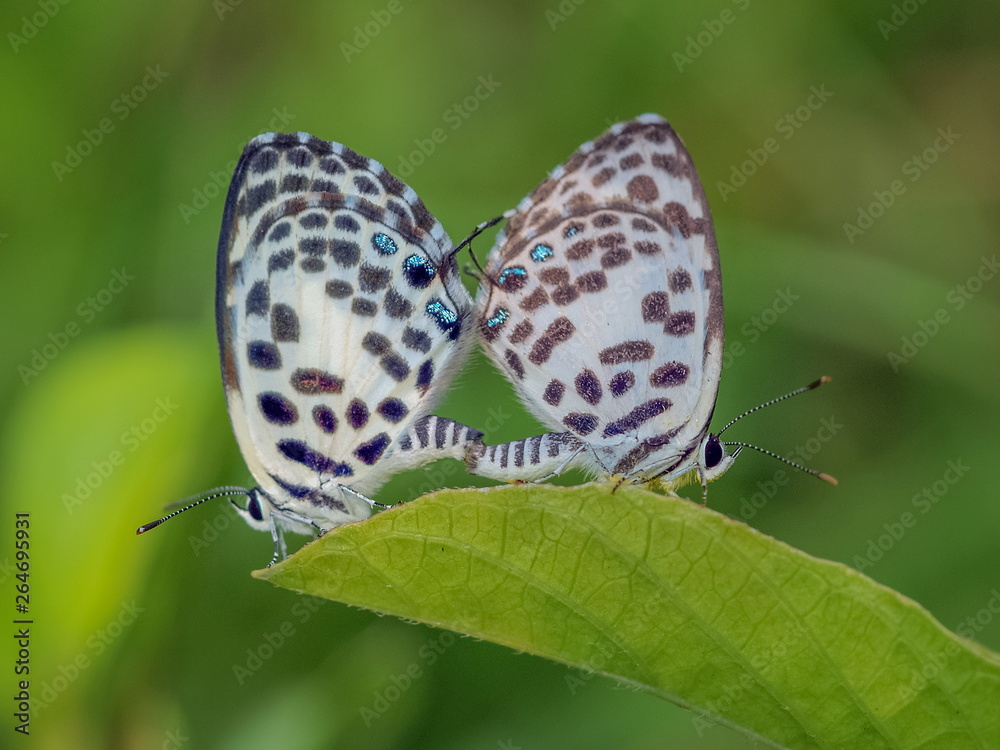 Obraz premium Close up common pierrot (Castalius rosimon) butterfly mating on green leaf with greennature blurred background.