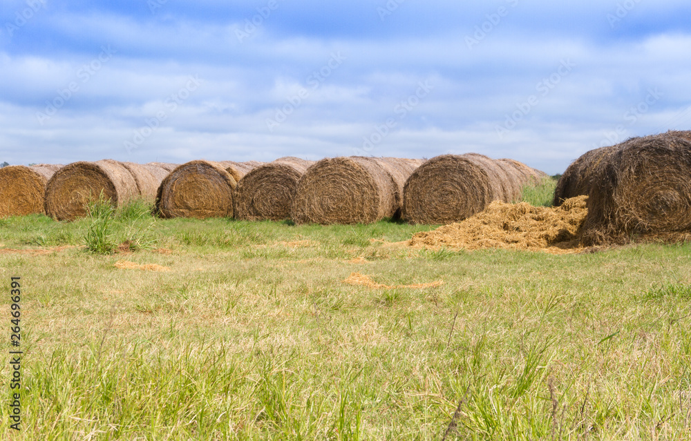 landscape with rolls of alfalfa in the field